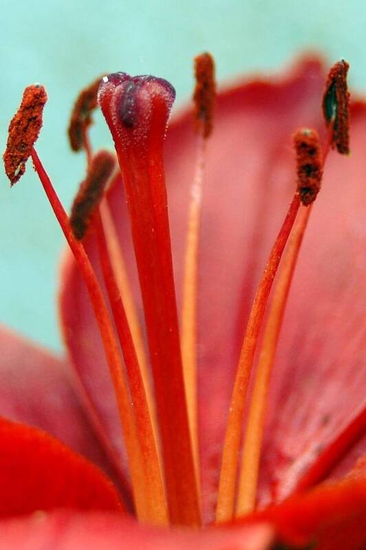 Flower Art Print featuring the photograph Red Lily Reach by Amy Fose