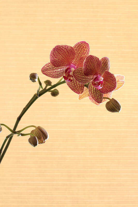 Orchid Art Print featuring the photograph Red Spotted Orchid 1 by Tony Ramos