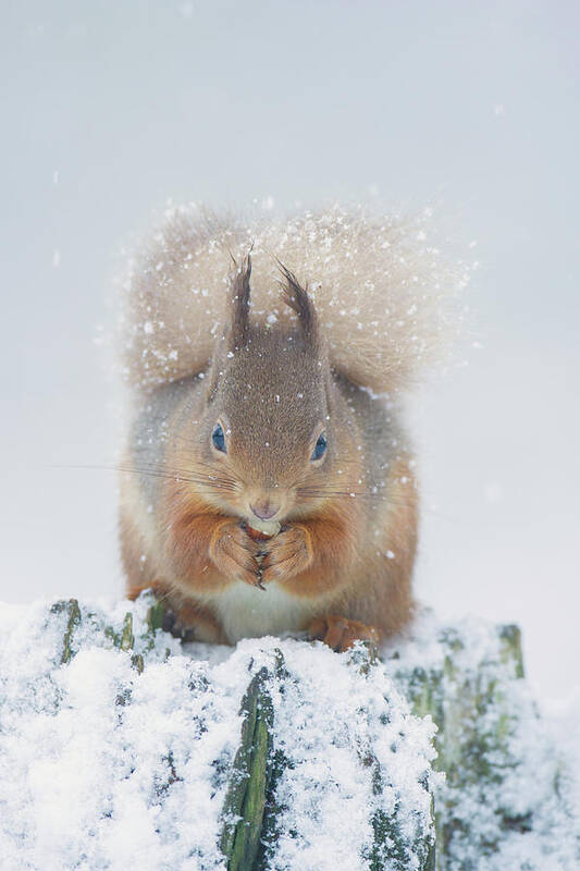Red Art Print featuring the photograph Red Squirrel Nibbles A Nut In The Snow by Pete Walkden