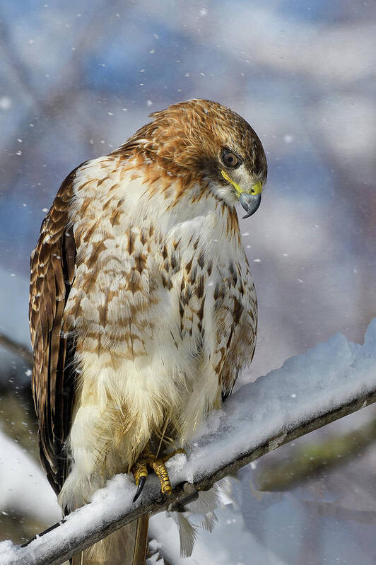 Red Tailed Hawk Art Print featuring the photograph Red Tailed Hawk, Glamour Pose by Michael Hubley