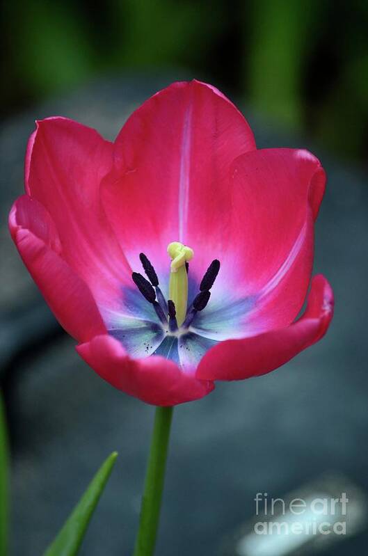 Tulip Art Print featuring the photograph Red tulip blossom with stamen and petals and pistil by Imran Ahmed