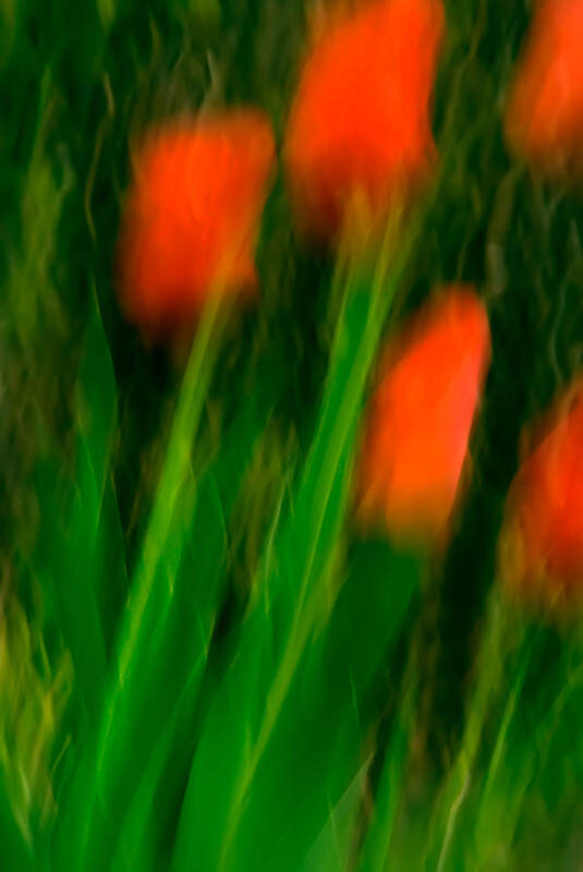 Tulips Art Print featuring the photograph Red Tulips by Onyonet Photo Studios