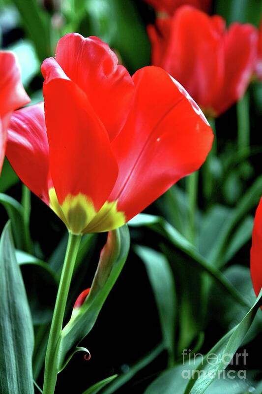 Flowers Art Print featuring the photograph Red Tulips by Sheila Ping