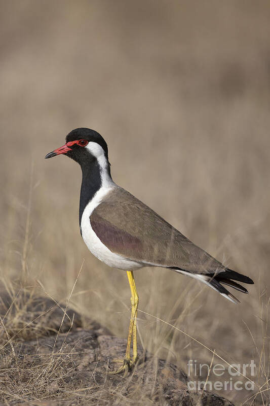 Red-wattled Lapwing Art Print featuring the photograph Red-wattled Lapwing by Bernd Rohrschneider/FLPA