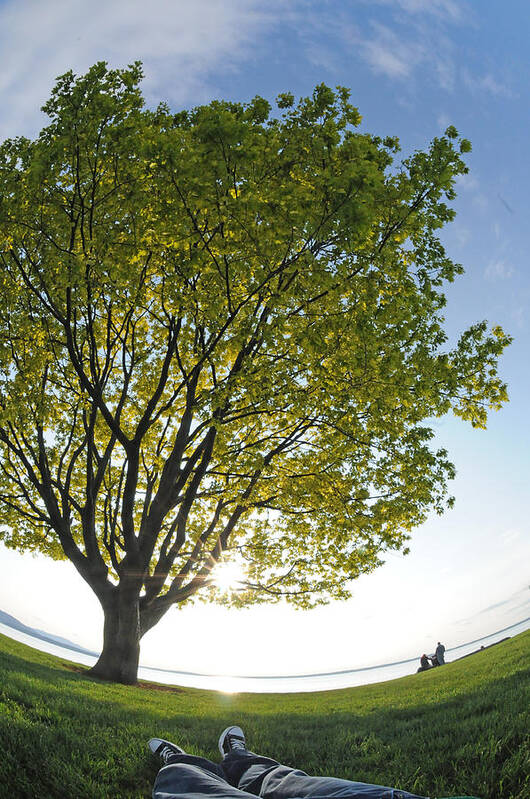 Tree Art Print featuring the photograph Relaxing under a tree by Matt McDonald