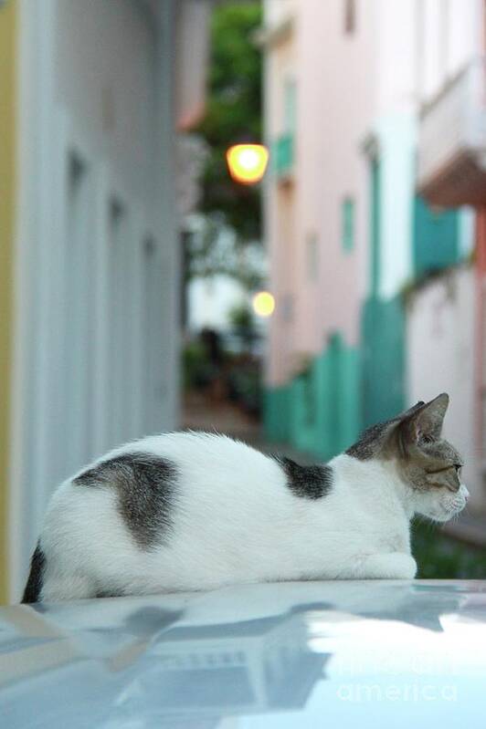 Old San Juan Art Print featuring the photograph Resting Kitten by Suzanne Oesterling
