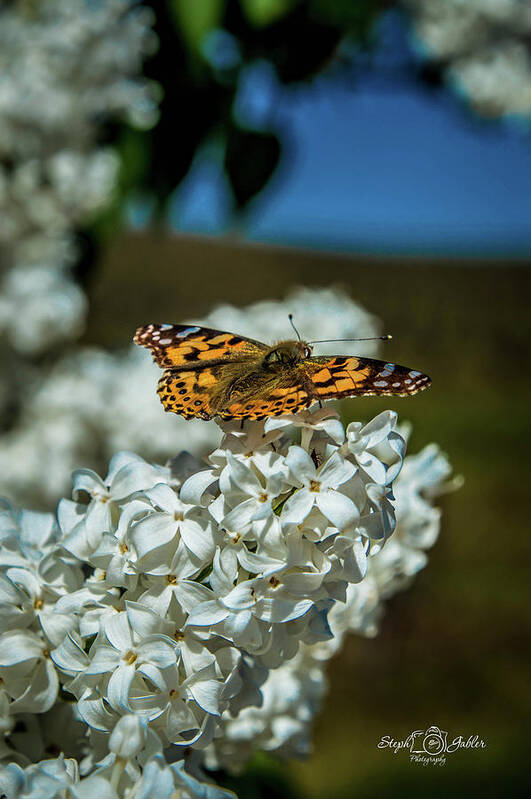 Butterfly Art Print featuring the photograph Resting on the Lilac by Steph Gabler