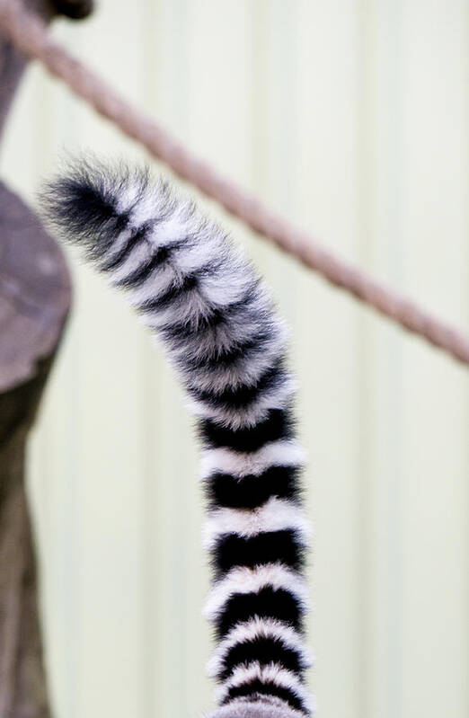 Australia Art Print featuring the photograph Ring Tailed Lemur Tail by Steven Ralser