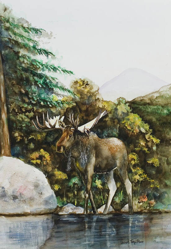 Watercolor Art Print featuring the painting Rocky Mountain Moose by Laurie Tietjen