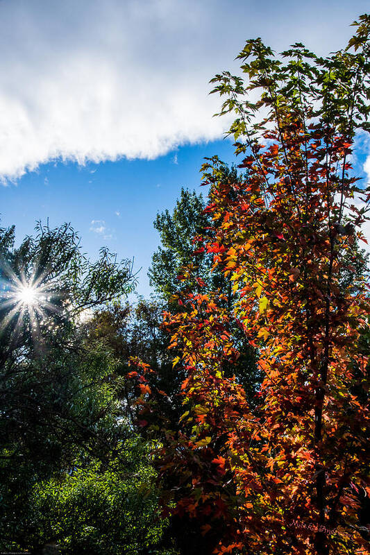 Rogue Valley Art Print featuring the photograph Rogue Valley Autumn Afternoon by Mick Anderson