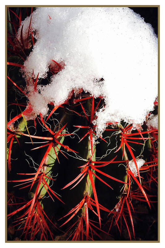 Barrel Cactus Art Print featuring the photograph Rojo by Cheryl Goodberg