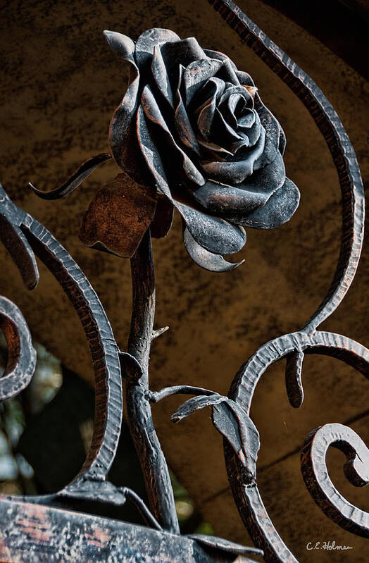 Rose Art Print featuring the photograph Rose Of Iron by Christopher Holmes