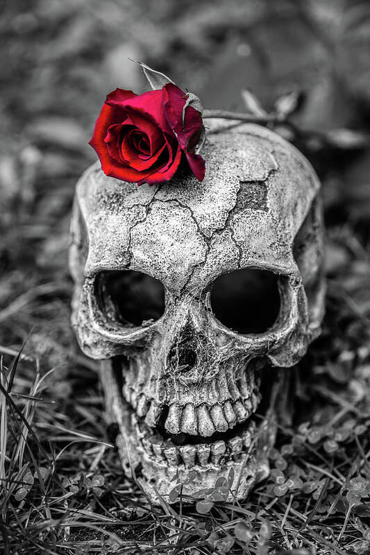 Rose Skull Art Print featuring the photograph Rose Skull by Martina Fagan