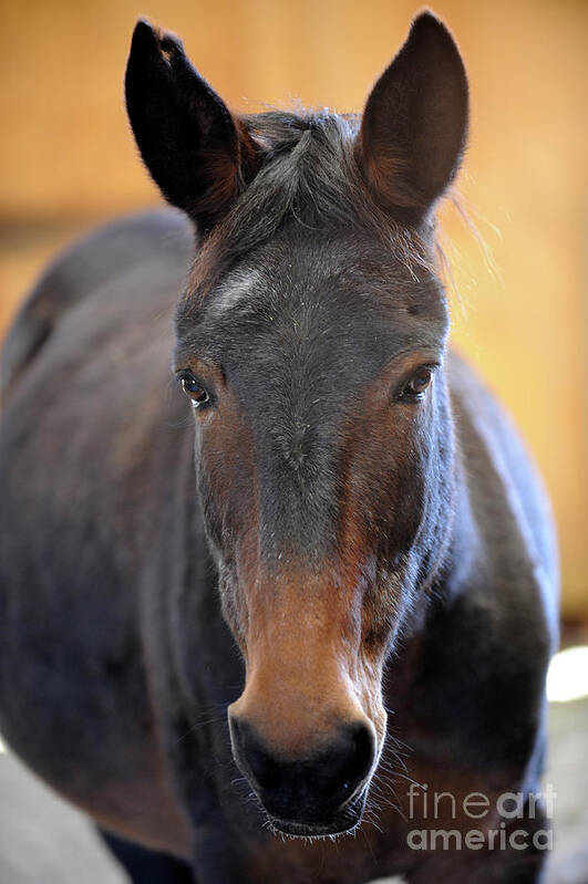 Rosemary Farm Art Print featuring the photograph Alice the Mule by Carien Schippers