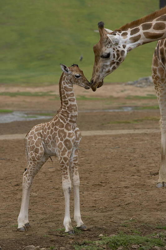 Mp Art Print featuring the photograph Rothschild Giraffe Giraffa by San Diego Zoo