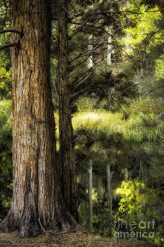 California Art Print featuring the photograph Rush Creek Pines 2 by Timothy Hacker