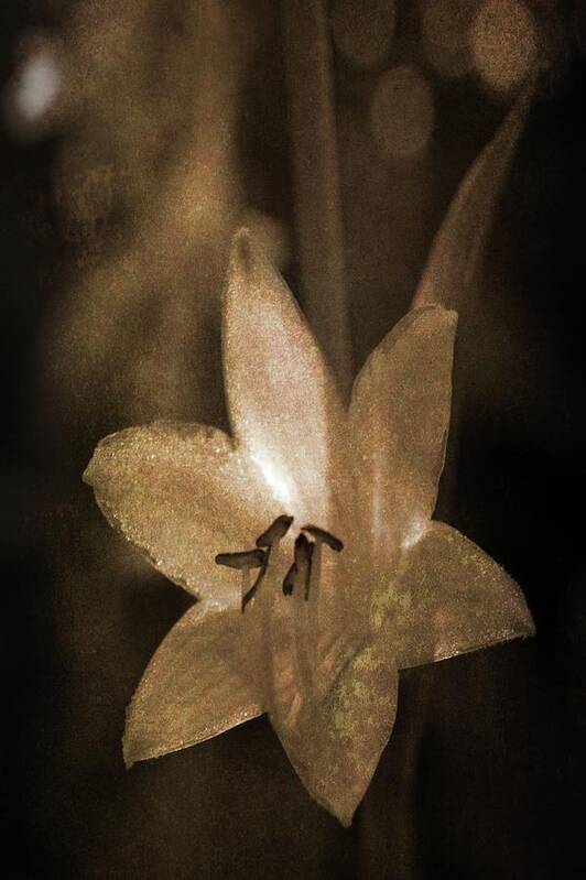Bloom Art Print featuring the photograph Rustic Bloom by Cheryl Charette