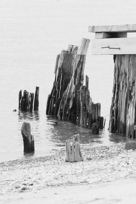 Black White Photo Art Print featuring the photograph Rustic Pilings in BW by Margie Avellino