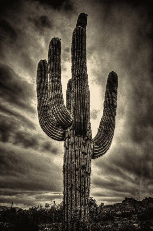 Arizona Art Print featuring the photograph Saguaro and Storm Clouds by Roger Passman