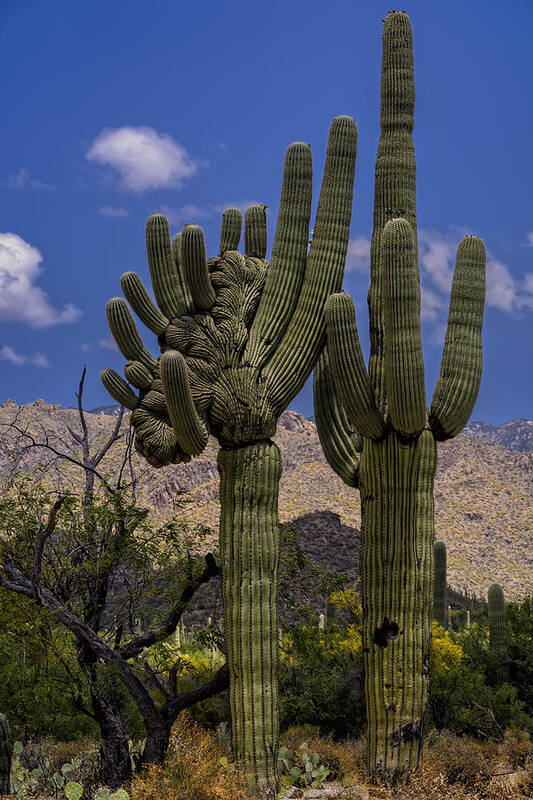 Sabino Canyon Art Print featuring the photograph Saguaro Duo by Mark Myhaver