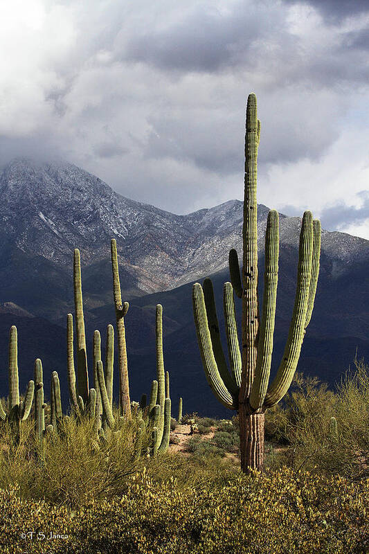 Saguaros And Four Peaks Art Print featuring the digital art Saguaros And Four Peaks by Tom Janca