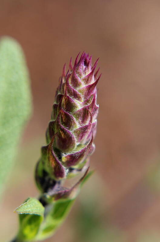 Purple Art Print featuring the photograph Salvia by Trent Mallett