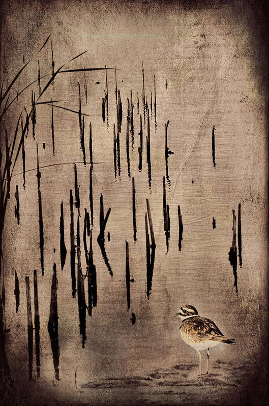 Sandpiper Art Print featuring the photograph Sandpiper by the Lake by Barbara Manis