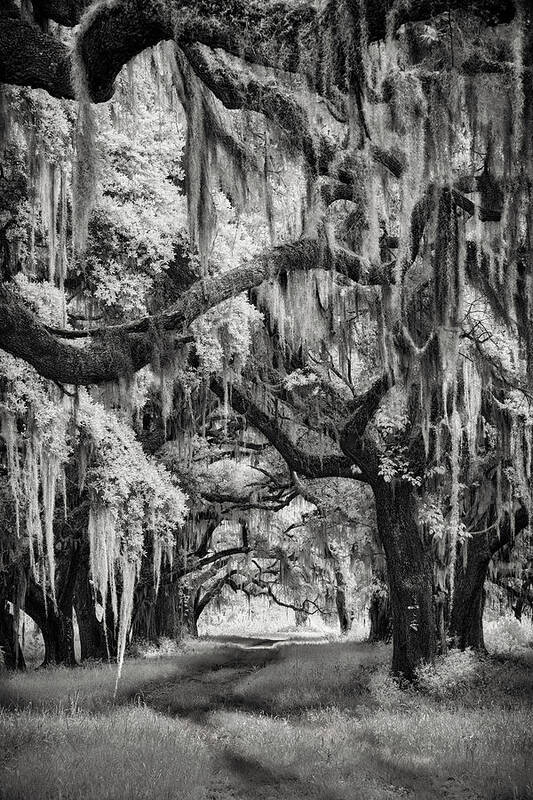 Artwork Art Print featuring the photograph Savannah's Forest by Jon Glaser