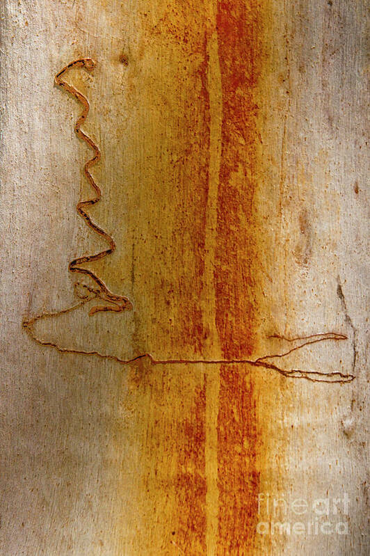 Scribbly Gum Art Print featuring the photograph Scribbly Gum Bark by Werner Padarin