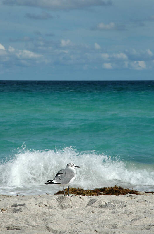 Seagull Art Print featuring the photograph Seagull - South Beach Miami by Frank Mari
