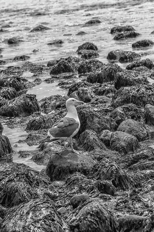Seagull Art Print featuring the photograph Seagull and Rocks BW by Robert Hebert