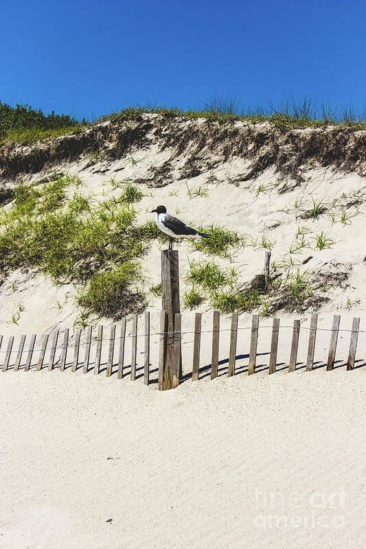 Seagull Art Print featuring the photograph Seagull Sittin' Pretty by Colleen Kammerer