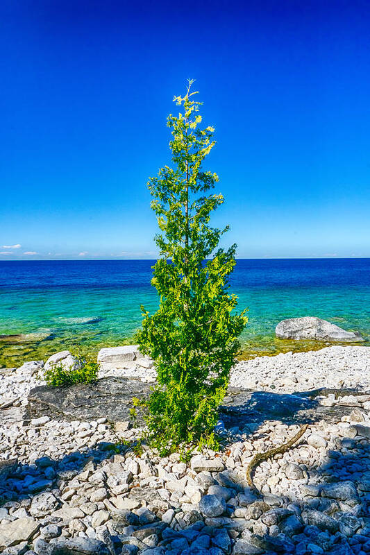 Indian Art Print featuring the photograph Seaside Tree by Amanda Jones