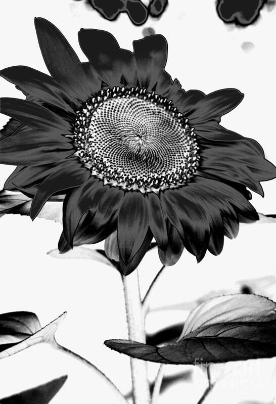 Black And White Photography Art Print featuring the photograph Seattle Sunflower BW Invert - Stronger by Heather Kirk