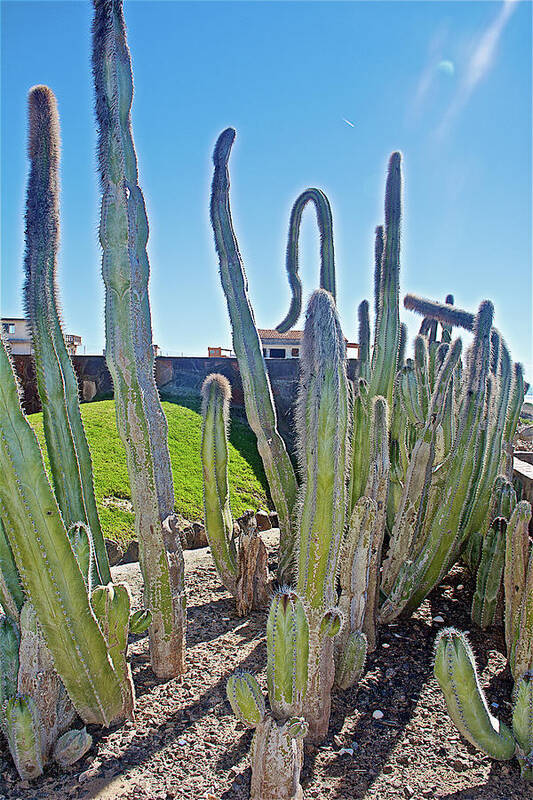 Senita Cacti At Encanto Resort South Of Puerto Penasco In Sonora Art Print featuring the photograph Senita Cacti at Encanto Resort south of Puerto Penasco in Sonora-Mexico by Ruth Hager