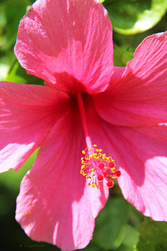 Hibiscus Art Print featuring the photograph Shades of Pink - Hibiscus by Kerri Ligatich