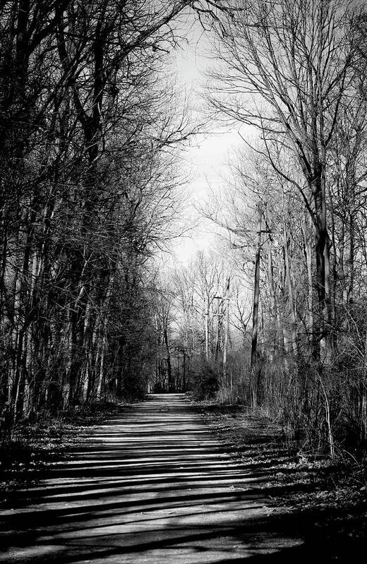 Nature Trail Art Print featuring the photograph Shadow Walk by Shawna Rowe