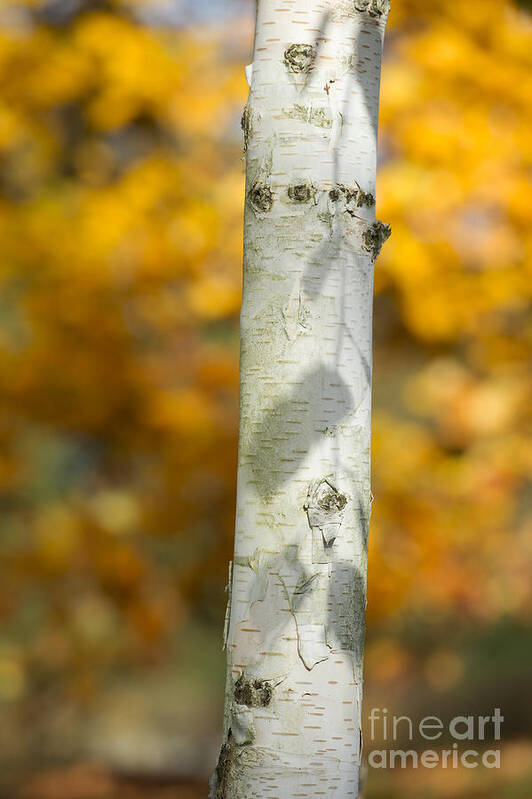 West Himalayan Birch Art Print featuring the photograph Shadows of Autumn by Tim Gainey