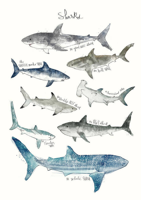 #faatoppicks Art Print featuring the painting Sharks by Amy Hamilton