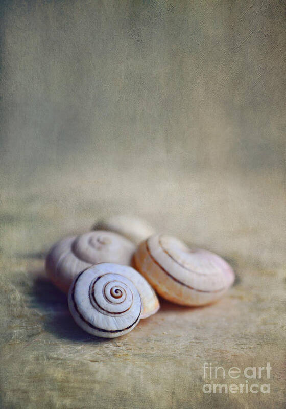 Shell Art Print featuring the photograph Shell Still Life by Lyn Randle