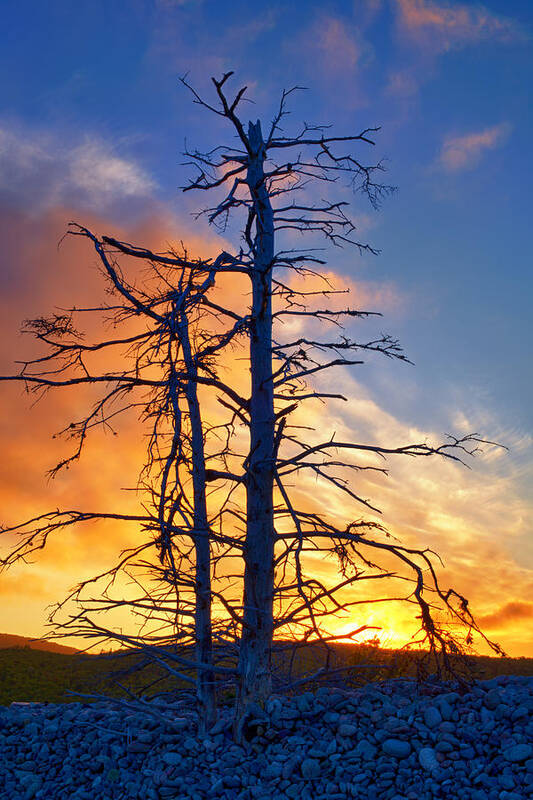 Shoreline Art Print featuring the photograph Shoreline Silhouettes by Irwin Barrett