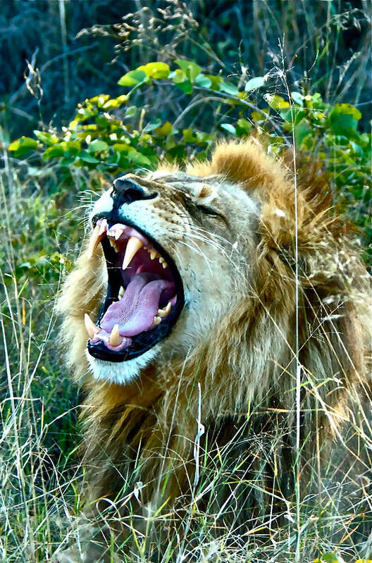 Lion Art Print featuring the photograph Show Me Your Teeth by Don Mercer