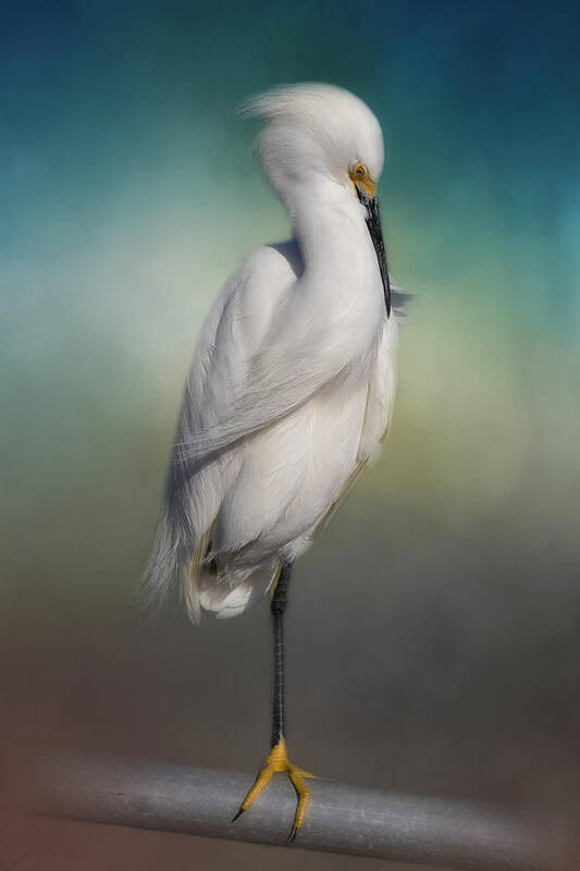 Egret Art Print featuring the photograph Shy Egret by Kim Hojnacki