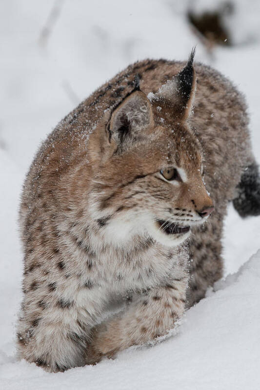 Montana Art Print featuring the photograph Siberian Lynx Kitten 7572 by Teresa Wilson