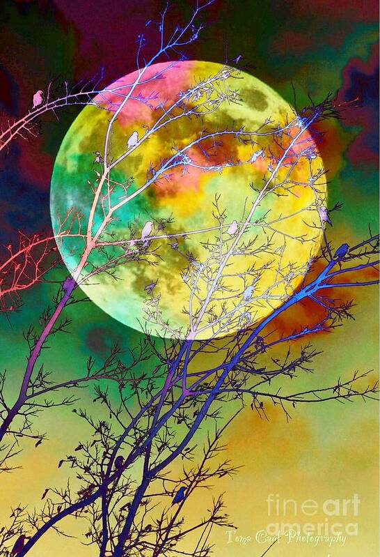 Moon Art Print featuring the photograph Singing by the Light of the Moon by Toma Caul