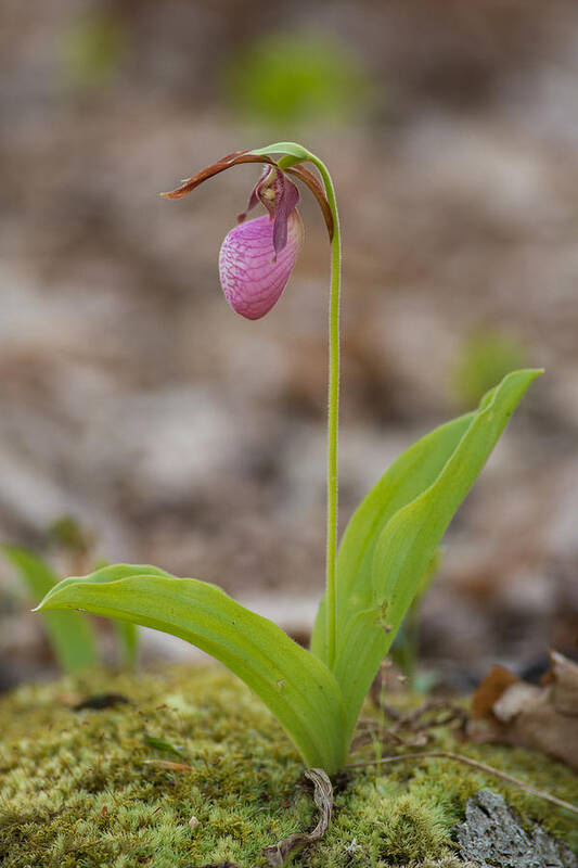 Spring Art Print featuring the photograph Single by Joye Ardyn Durham