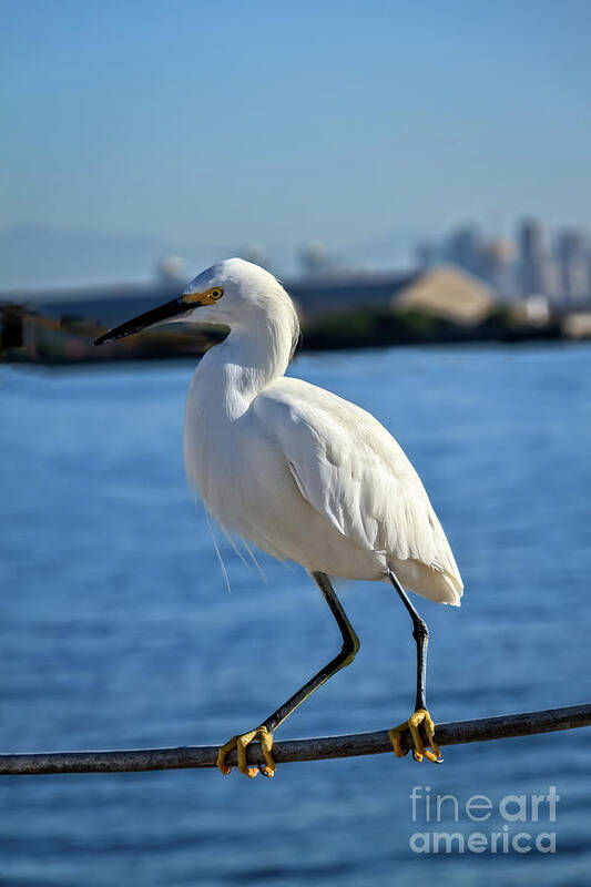 White Art Print featuring the photograph Snowy Egret Portrait by Robert Bales