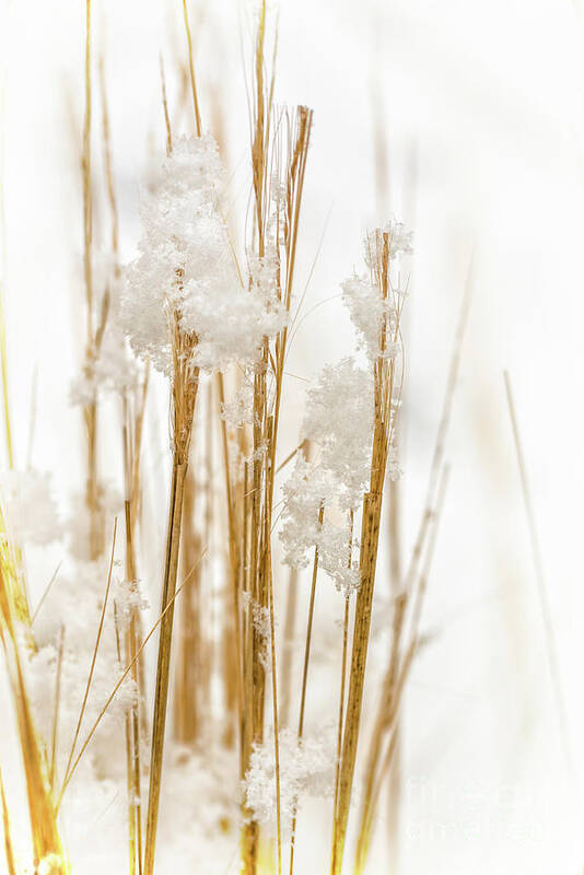 Snow Art Print featuring the photograph Snowy weed - vertical by Delphimages Photo Creations