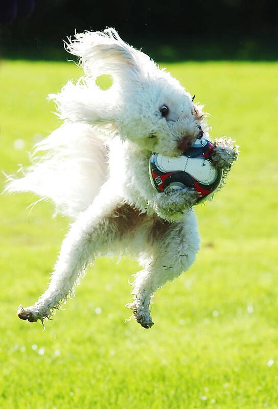 Soccer Art Print featuring the photograph Soccer Dog-3 by Steve Somerville