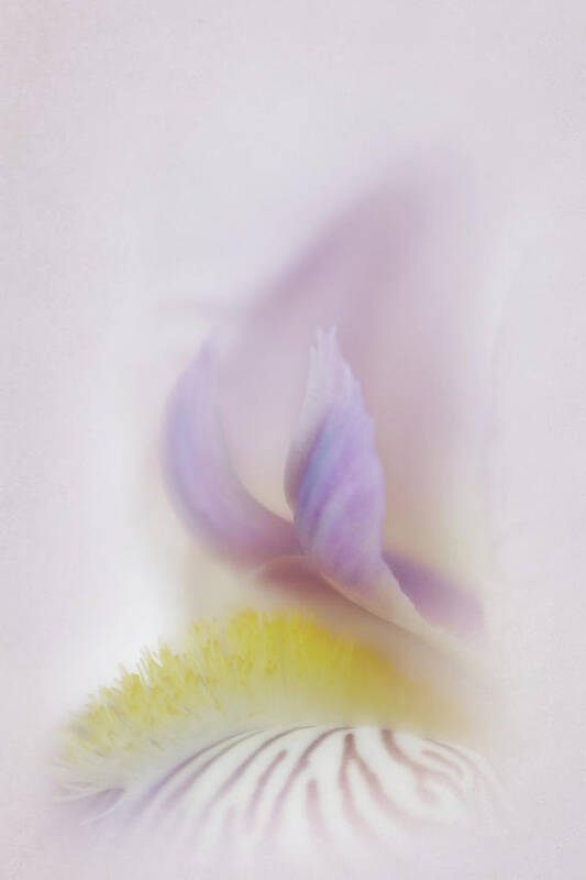 Bloom Art Print featuring the photograph Soft and Delicate Iris by David and Carol Kelly